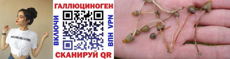 Псилоцибиновые грибы Psilocybe Магас